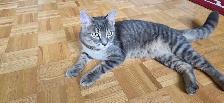 Domestic Shorthair kitten - Photo 3