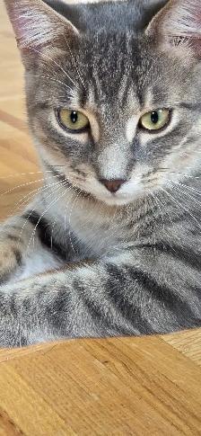 Domestic Shorthair kitten - Photo 4