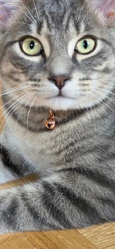 Domestic Shorthair kitten - Photo 5