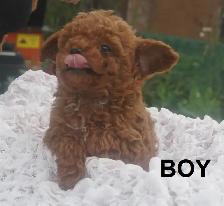 RED ALERT - RAVISHING RED TOY POODLE PUPS