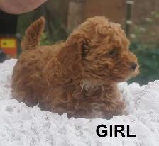 RED ALERT - RAVISHING RED TOY POODLE PUPS - Photo 2