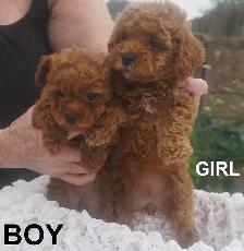 RED ALERT - RAVISHING RED TOY POODLE PUPS - Photo 3
