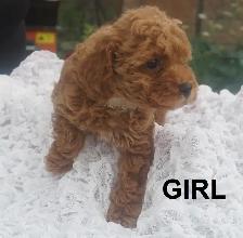 RED ALERT - RAVISHING RED TOY POODLE PUPS - Photo 4