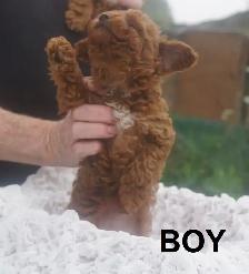 RED ALERT - RAVISHING RED TOY POODLE PUPS - Photo 5