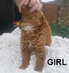 RED ALERT - RAVISHING RED TOY POODLE PUPS - Photo 6