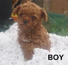 RED ALERT - RAVISHING RED TOY POODLE PUPS - Photo 7