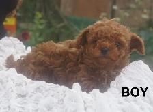 RED ALERT - RAVISHING RED TOY POODLE PUPS - Photo 8