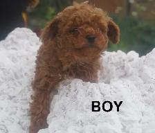 RED ALERT - RAVISHING RED TOY POODLE PUPS - Photo 9