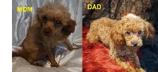 RED ALERT - RAVISHING RED TOY POODLE PUPS - Photo 10