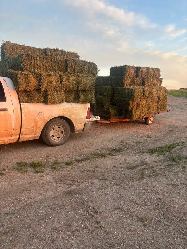second cut  alfalfa bales