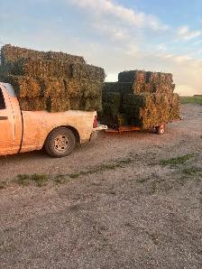 second cut  alfalfa bales
