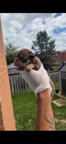 MICRO BULLY - Photo 2