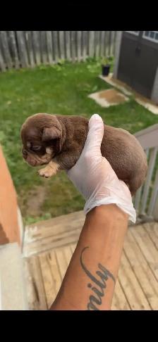 MICRO BULLY - Photo 3