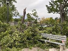 ️ POST-STORM CLEANUP AVAILABLE! ️