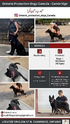 OPDK9 Canada Dog Training - Photo 3