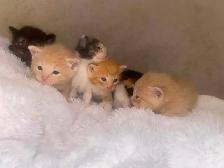 Beautiful Kittens -Ready Soon - Photo 2