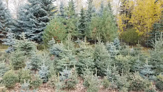 Spruce trees for sale