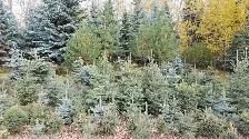 Spruce trees for sale