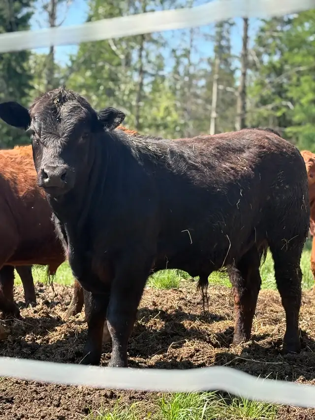 3 Purebread Limousine Bulls