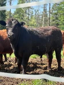 3 Purebread Limousine Bulls