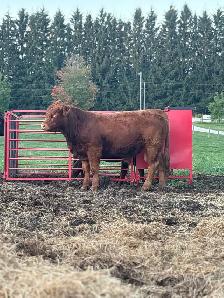 3 Purebread Limousine Bulls - Photo 2
