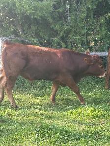 3 Purebread Limousine Bulls - Photo 3