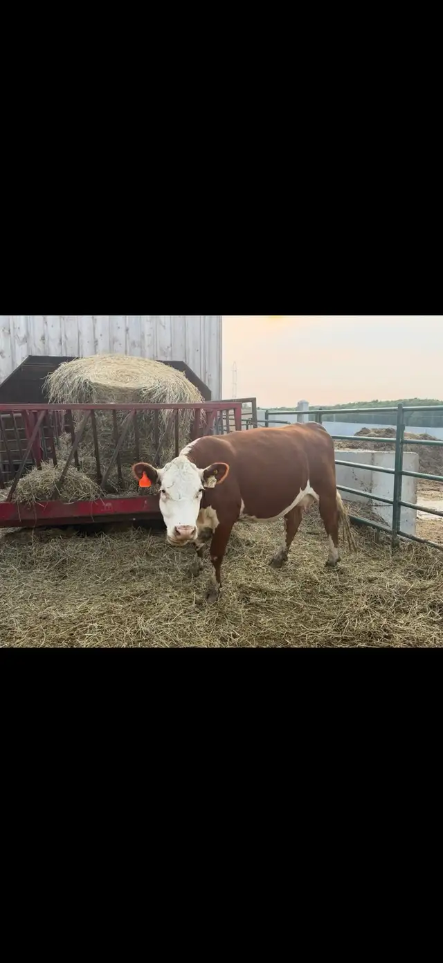 Hereford cow for sale