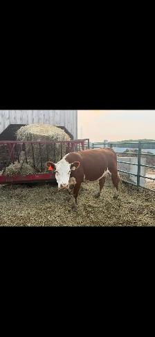 Hereford cow for sale