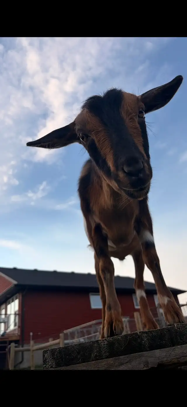 3 Friendly Nigerian Dwarf Wethers – Amazing Pets!