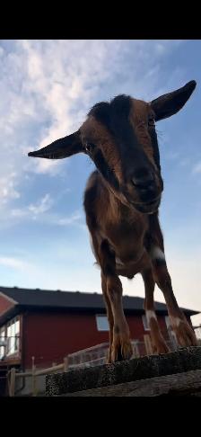 3 Friendly Nigerian Dwarf Wethers – Amazing Pets!