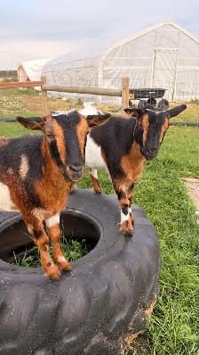 3 Friendly Nigerian Dwarf Wethers – Amazing Pets! - Photo 2