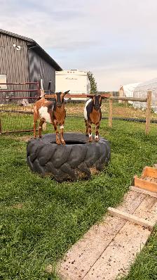 3 Friendly Nigerian Dwarf Wethers – Amazing Pets! - Photo 3