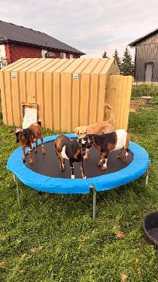 3 Friendly Nigerian Dwarf Wethers – Amazing Pets! - Photo 4