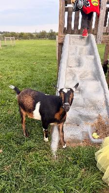 3 Friendly Nigerian Dwarf Wethers – Amazing Pets! - Photo 5