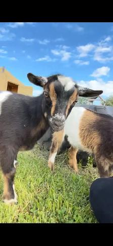 3 Friendly Nigerian Dwarf Wethers – Amazing Pets! - Photo 6