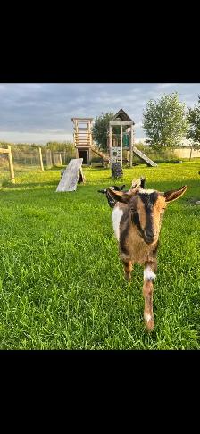 3 Friendly Nigerian Dwarf Wethers – Amazing Pets! - Photo 7
