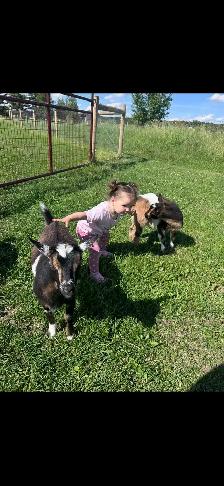 3 Friendly Nigerian Dwarf Wethers – Amazing Pets! - Photo 8