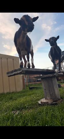 3 Friendly Nigerian Dwarf Wethers – Amazing Pets! - Photo 9