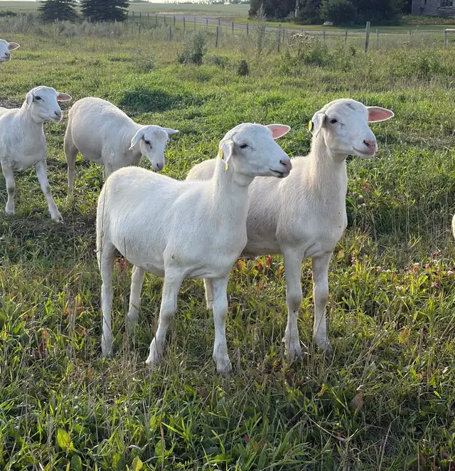 Ewe Lambs