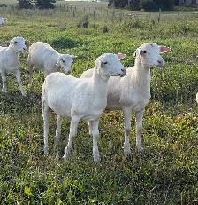 Ewe Lambs