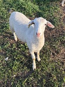 Ewe Lambs - Photo 2