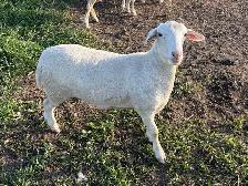 Ewe Lambs - Photo 3