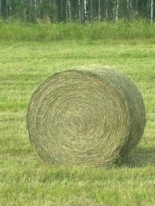 Grass/alfalfa bales