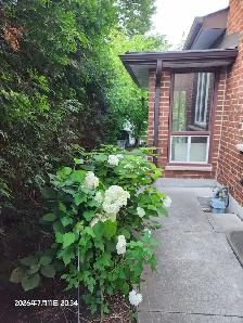 Newly renovated 2 bedroom BSM $1680 @Dufferin & Steeles - Photo 7