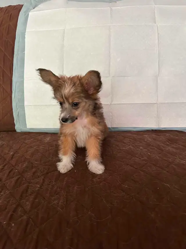 2 PAPILLION/CHINESE CRESTED CROSS PUPPIES  LEFT