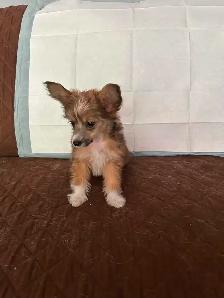2 PAPILLION/CHINESE CRESTED CROSS PUPPIES  LEFT