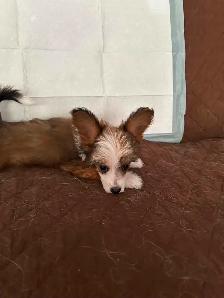2 PAPILLION/CHINESE CRESTED CROSS PUPPIES  LEFT - Photo 2