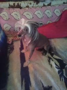 2 PAPILLION/CHINESE CRESTED CROSS PUPPIES  LEFT - Photo 4