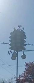 PURPLE MARTIN BIRDHOUSE FOR SALE - Photo 3
