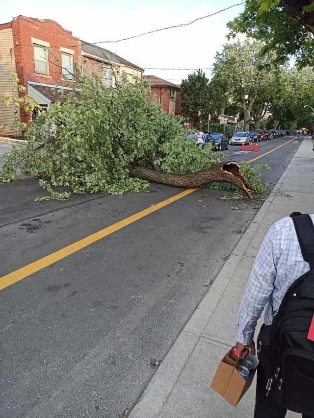 POST-STORM BRANCH-CUTTING & REMOVAL! 647-571-9326